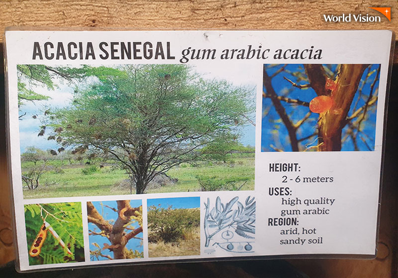 ACACIA SENEGAL gum arabic acacia